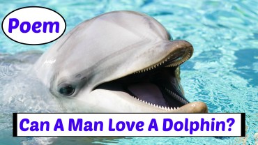Can A Man Love A Dolphin? Poem